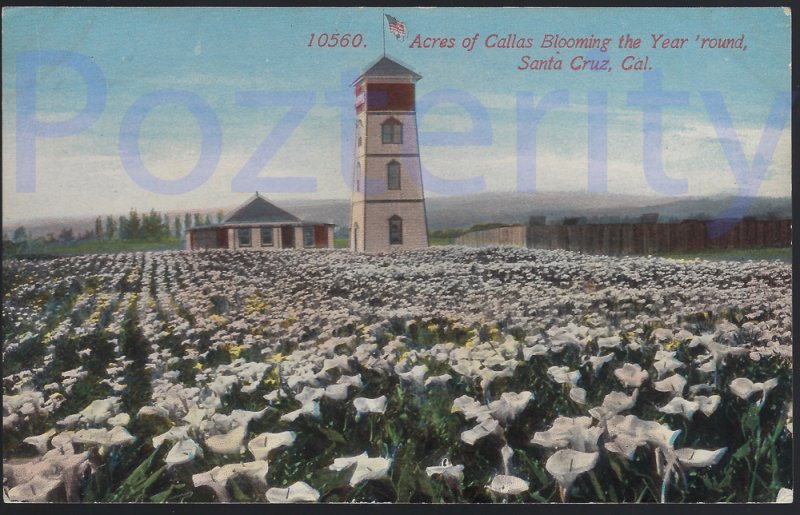 ACRES OF CALLAS BLOOMING THE YEAR 'ROUND SANTA CRUZ MONTEREY COUNTY CALIFORNIA