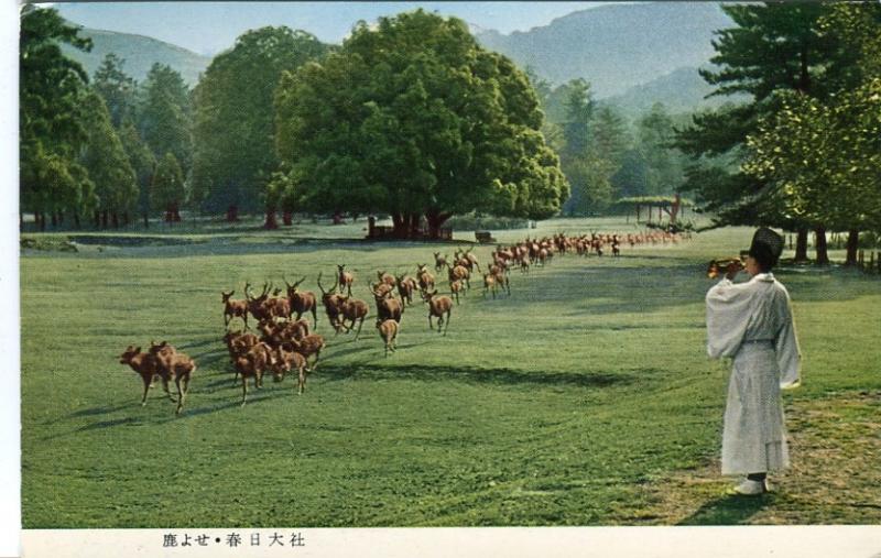 Postal-Postcard 17281: KASUGA SHRINE NARA - Gathering of Deers