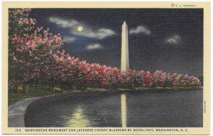 US Unused -Old card -Washington Monument & Japanese Cherry Blossoms. Nice.