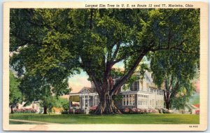 Postcard - Largest Elm Tree in U. S. on Route 12 and 77 - Marietta, Ohio