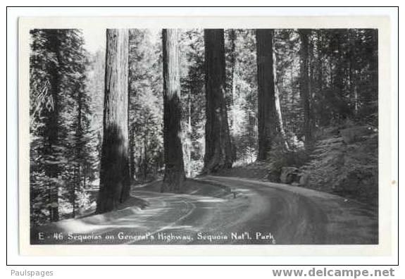 RPPC Sequoias along General´s Highway, Sequoia National Park, California, CA