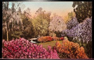 Vintage Postcard 1907-1915 Magnolia Gardens, Charleston, South Carolina (SC)