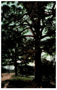 New York New Rochelle The Oaks