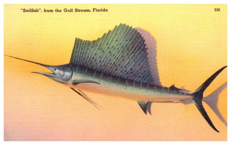 Sailfish from the Gulf Stream Florida