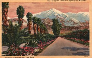 California, 1945 A Typical Highway In Midwinter Sunshine Fruits Vintage Postcard