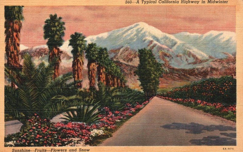 California, 1945 A Typical Highway In Midwinter Sunshine Fruits Vintage Postcard