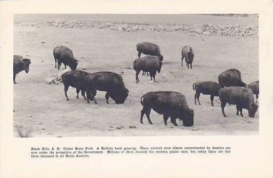 South Dakota Black Hills Custer State Park Buffalo Herd Grazing Real Photo RPPC