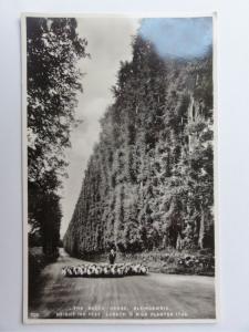 c1930's RP - The Beech Hedge - Blairgowrie