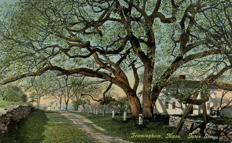 MA - Framingham. Gates Elm