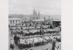 Truro Cornwall Cattle Market in 1950 Award Photo Postcard