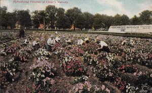 Postcard Hybridizing Petunias Dreer's Nursery Philadelphia PA 1909
