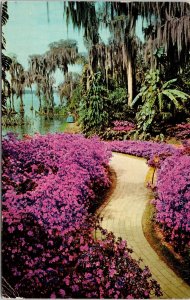 Down Azalea Lane Florida Cypress Gardens Postcard PM Clearwater FL Cancel WOB 