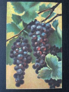 Fruit Berries & Nuts Study BLACK GRAPES Artist Mario Somasca c1910 Postcard