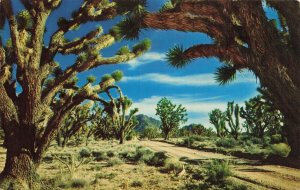 JOSHUA TREE FOREST~1969 TEMPE ARIZONA POSTMARK POSTCARD