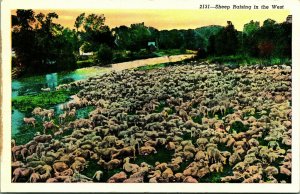 Sheep Raising In the West Herd of Sheep Lambs UNP Linen Postcard