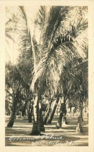 Coconut Palms Hawaii Honolulu Hawaii 1920s RPPC real photo Postcard 20-9195