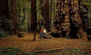 General Sherman Tree - Santa Cruz, California CA  