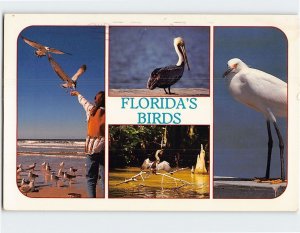 Postcard Florida's Birds, Florida