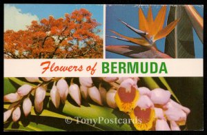 Flowers of Bermuda