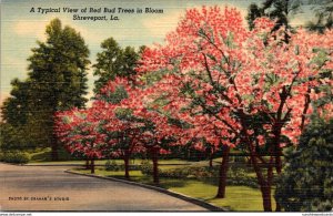 Louisiana Shreveport Typical View Of Red Bud Trees In Bloom Curteich