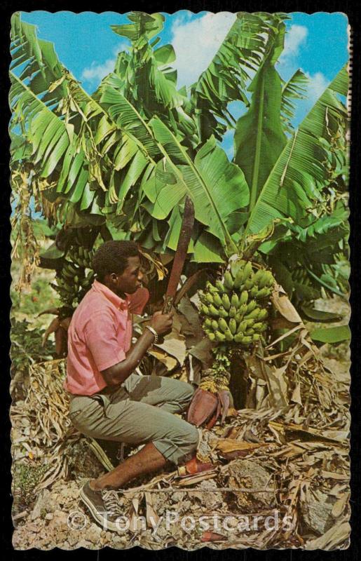 The Fruit of the Tropics - Bananas Being Cut for the Market
