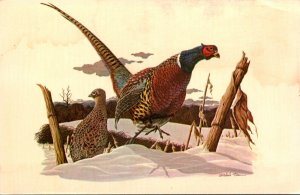 Birds Ring Necked Pheasant Painting By Richard Sloan