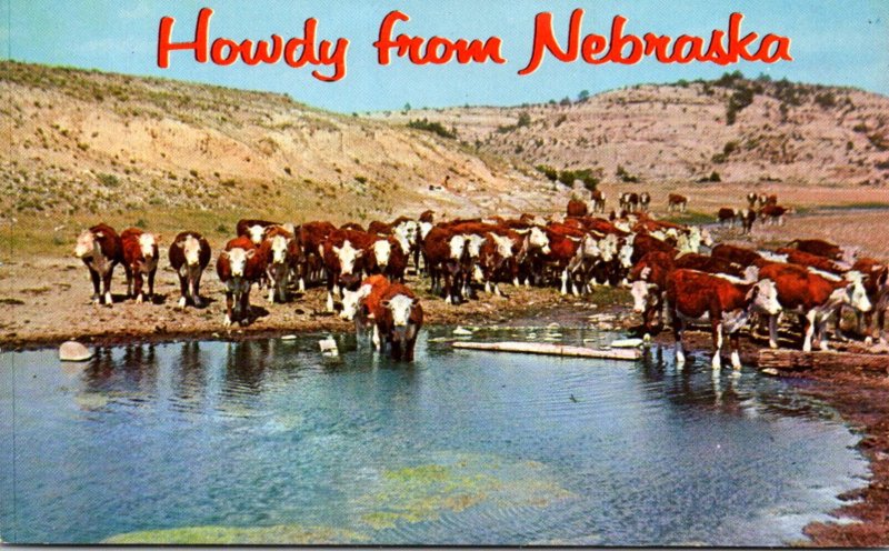 Nebraska Howdy With Cattle At Their Water Hole