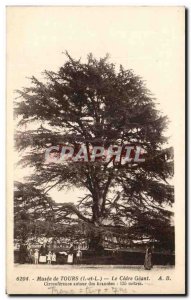 Old Postcard Tours Musee Le Cedre Geant