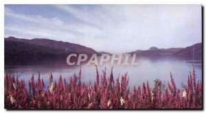 Modern Postcard Foxgloves at Loch Ness