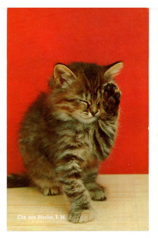 Cats - Pick Me!