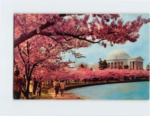 Postcard Cherry Blossom Time, Thomas Jefferson Memorial, Washington, D. C.