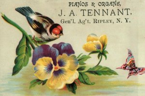 1880's J. A. Tennant, Pianos & Organs, Ripley, NY Victorian Trade Card #2 P30