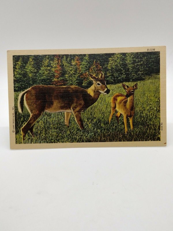 Postcard Deer Whitetail Doe with Fawn Linen Unposted Wildlife Scene