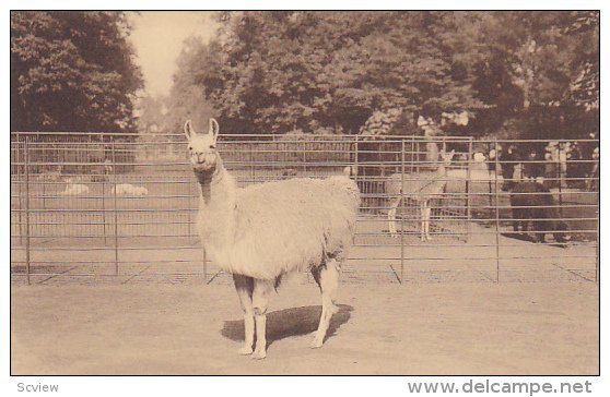 ANTWERPEN, Belgium, 1900-1910s; Lama, Jardin Zoologique