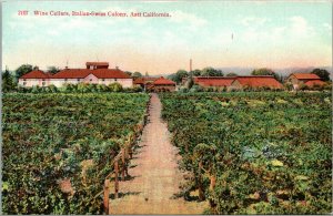 Vtg 1910s Wine Cellars Italian Swiss Colony Vineyard Asti California CA Postcard