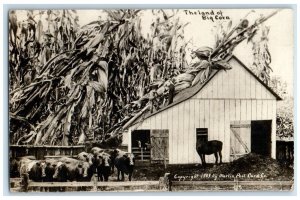 1911 The Land Of Big Corn Ox Cows Martin Shelby Minnesota MN RPPC Photo Postcard