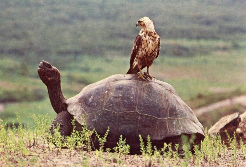 Ecuador - Galapagos Island, Alcedo Volcano. Hawk on Giant Tortoise