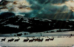 Idaho Herd Of Elk Or Wapiti