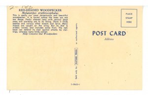 Birds - Red-Headed Woodpecker