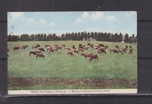 VICTORIA, DAIRY FARMING, WESTERN DISTRICT, CATTLE, c1910 IMMIGRATION ppc, unused
