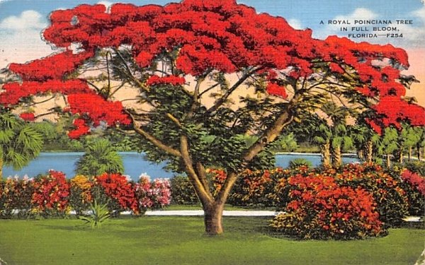 royal poinsettia tree