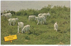 Mountain Goats , Jasper-Banff Highway , Alberta , Canada , 50-60s