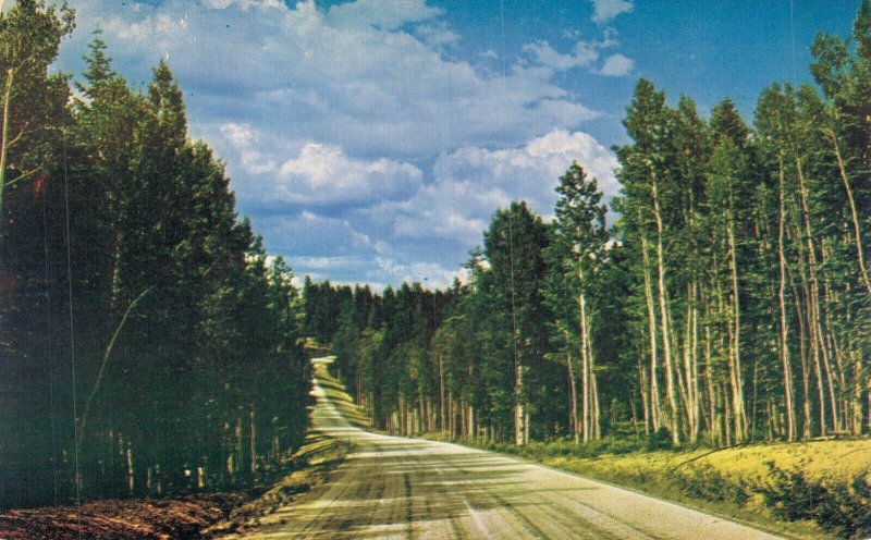 USA Kaibab National Forest Arizona Vintage Postcard 07.87
