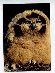 414486 FINLAND 1969 year Eagle Owl with real hair RPPC