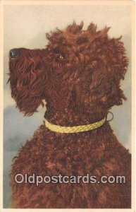 Poodle Dog Unused 