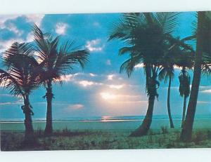 1960's FLORIDA SUNRISE BETWEEN PALM TREES Published In Miami Florida FL F8855