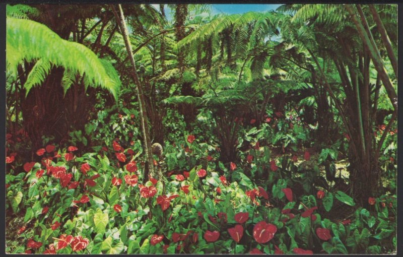 Hawaii Red Anthuriums Blooming in Giant Hawaiian Tree Ferns pm1987 ~ Chrome