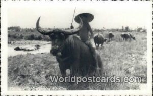 Real Photo De Buffles Vietnam, Viet Nam Unused 