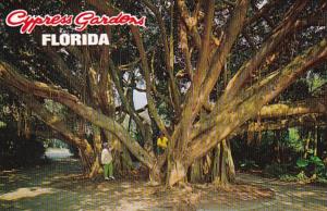 Florida Cypress Gardens Large Banyan Tree