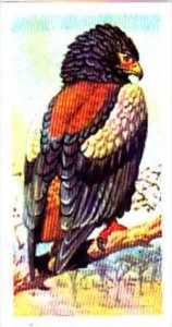 Brooke Bond Trade Card Tropical Birds No 1 Bateleur Eagle